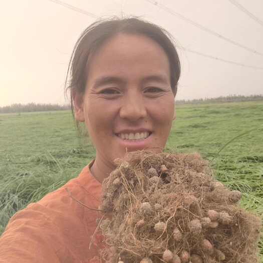 莎车县新疆油莎豆虎坚果喂鱼的小豆