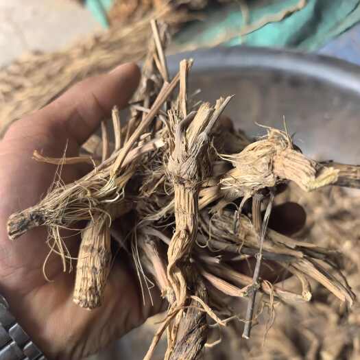 陇西县防风毛头