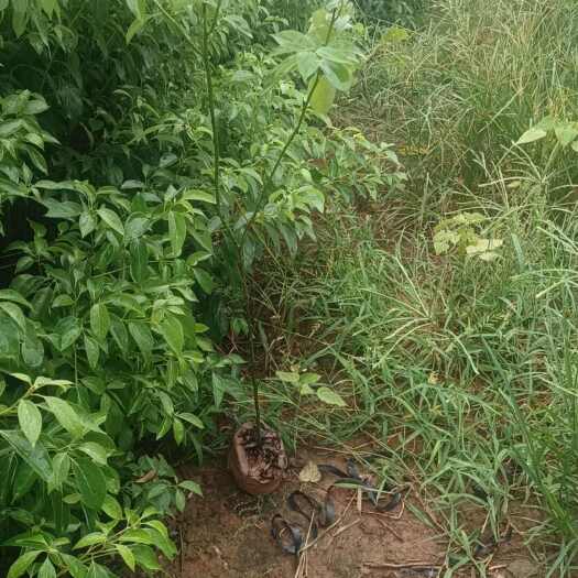 香樟苗  香樟杯苗  量大从优