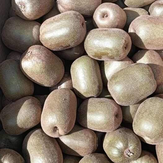 凤凰县湖南湘西凤凰红心猕猴桃基地整箱批发。