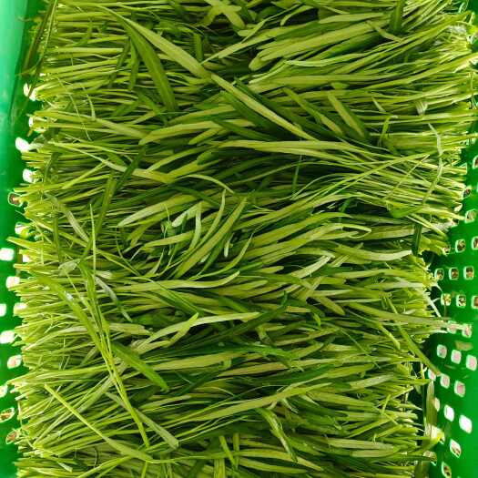 上海优质空心菜 新鲜蔬菜叶菜类 上海青浦产地直发