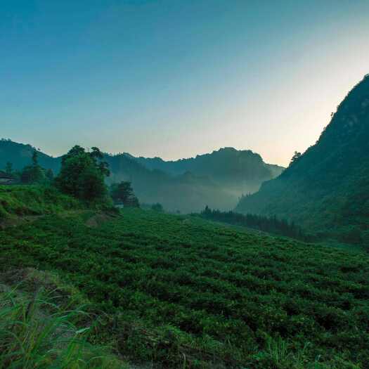 桑植县牙尖莓茶张家界莓茶藤茶永顺莓茶