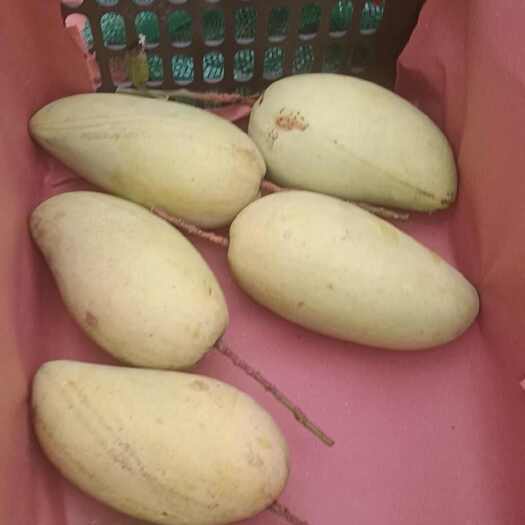 田林县金煌芒
