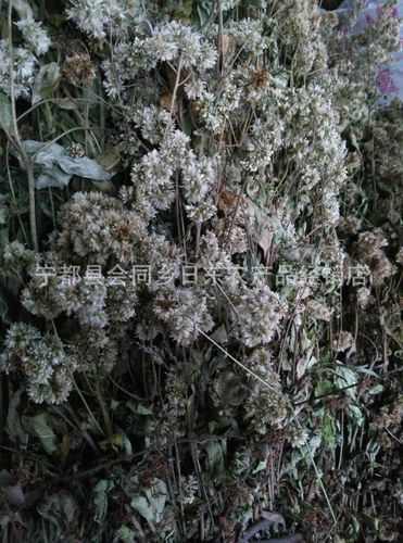 纳雍县密蒙花