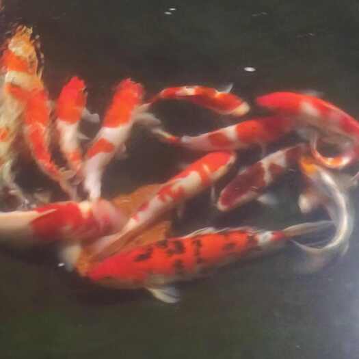 荆州锦鲤