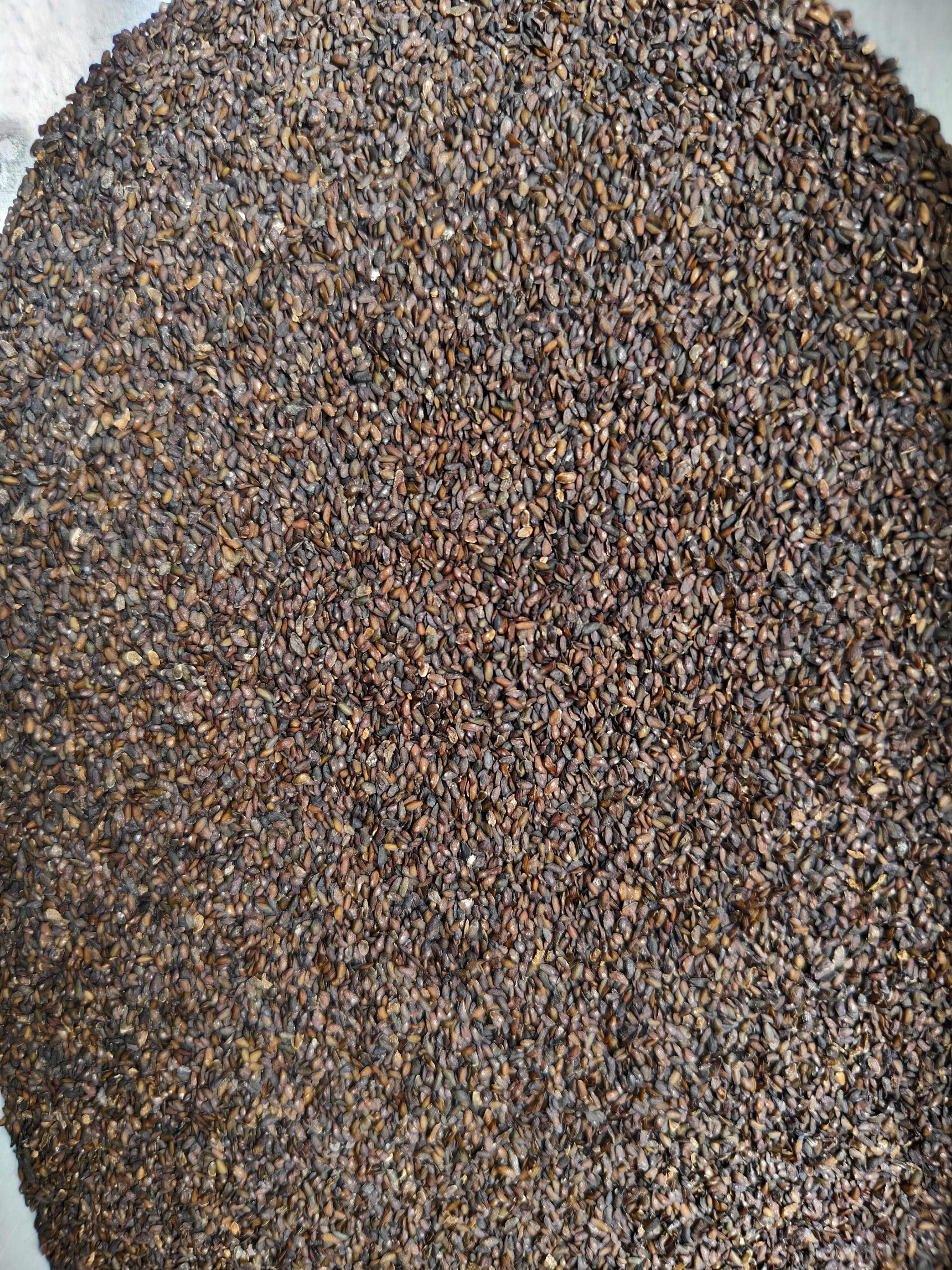 车前子 精选新货车前子 批发零售 量大从优