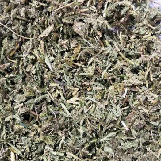 昆明伸筋草大货批发产地直发有需要的老板放心联系