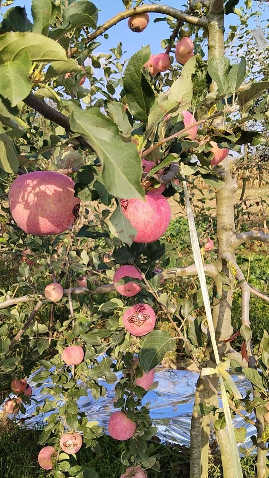 陕西长武瑞阳苹果脆甜多汁色泽鲜艳产地现摘现发10斤/箱包邮