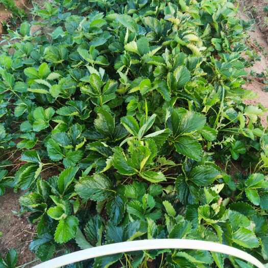 新泰市(随珠)香野草莓苗