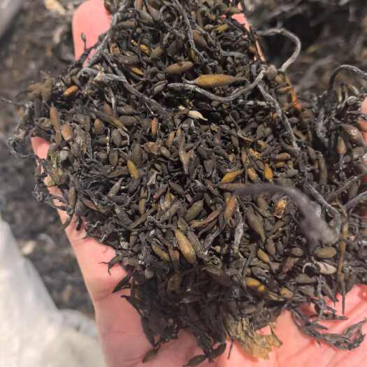 亳州海藻 正品无硫海藻 中药材海藻 干货【假一赔十】另售昆布