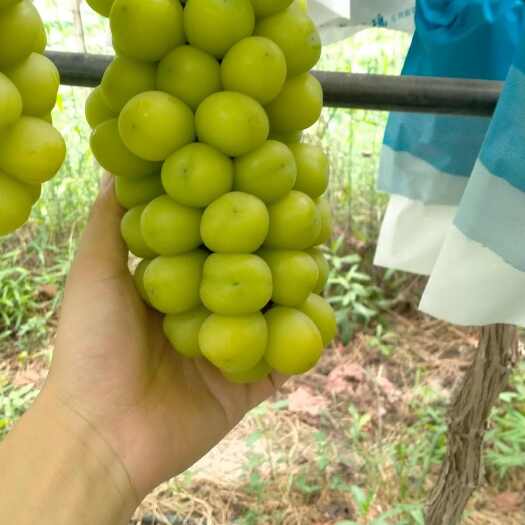 涡阳县阳光玫瑰