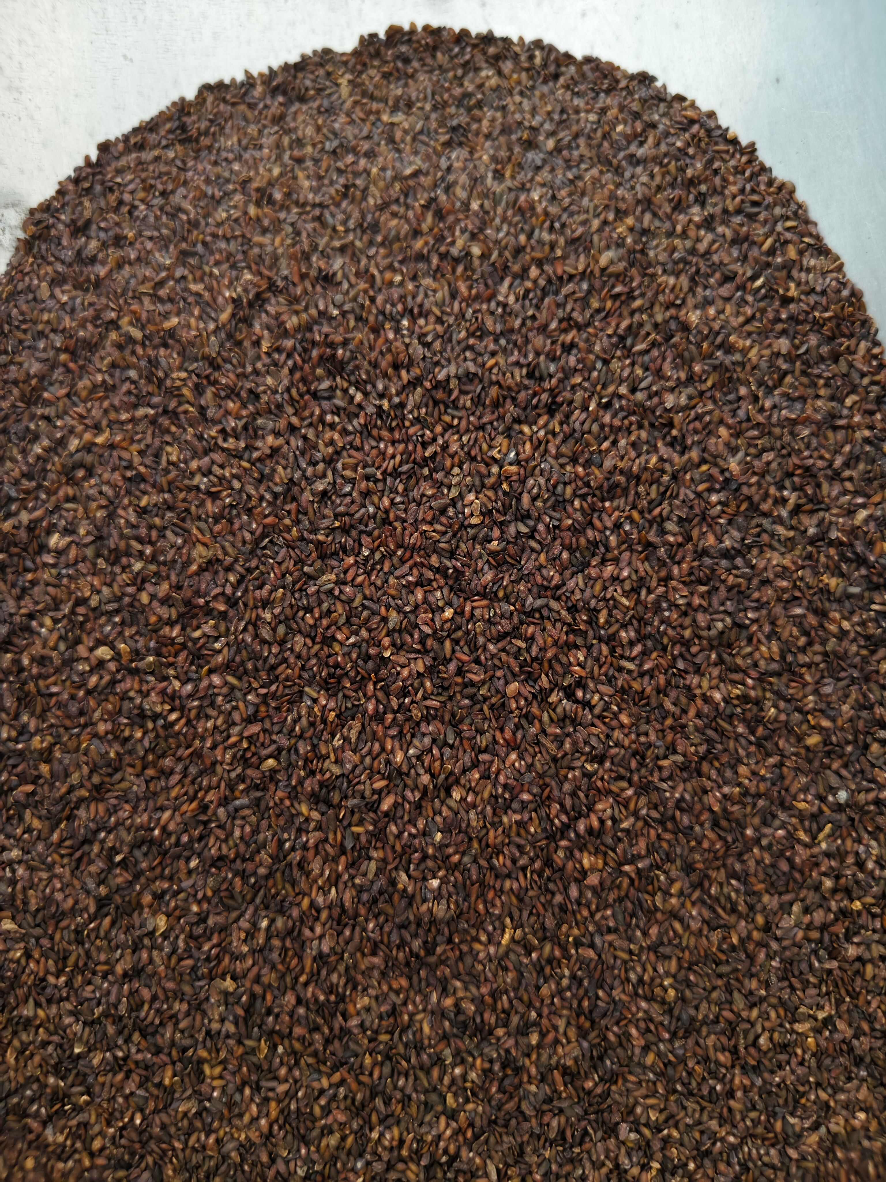 车前子 精选新货车前子 批发零售 量大从优