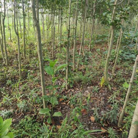 新野县红玉兰苗木