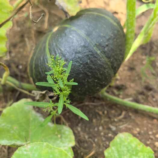 察右后旗内蒙古乌兰察布贝贝南瓜 新鲜瓜菜类蔬菜 直发全国