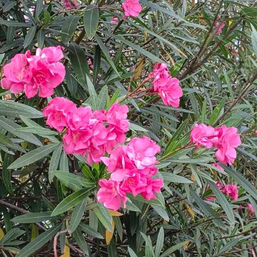 郴州多头红花夹竹桃、粉花夹竹桃基地直销，货源充足量大从优。