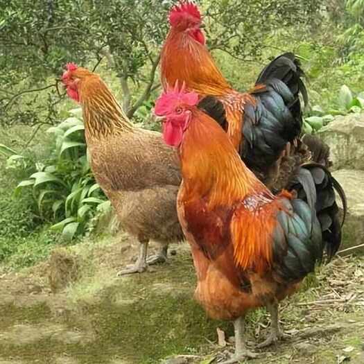 青阳县皖南土鸡
