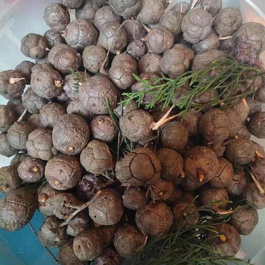昆明柏籽