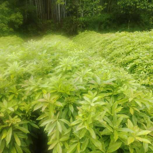 广州木荷自产自销供应无中间商价格优惠
