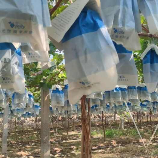 渭南阳光玫瑰葡萄 陕西渭南临渭区直发 新鲜水果浆果类