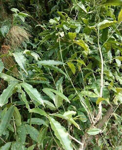 横州市中药三叉虎（三丫苦）整根新鲜（未切片）