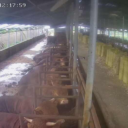 瓦房店市大连瓦房店优质黄牛禽畜肉蛋活畜供应