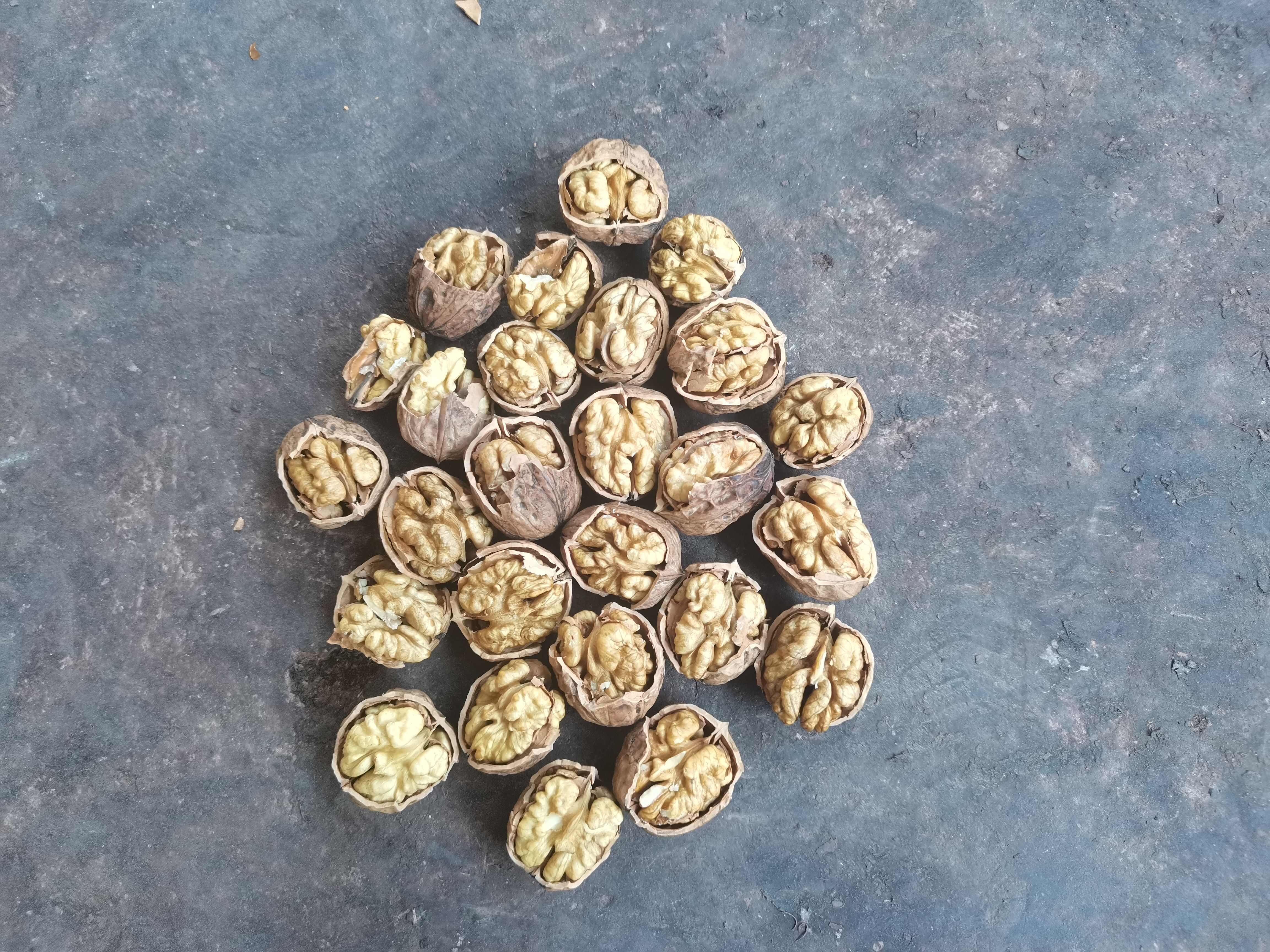 大凉山薄皮核桃干核桃,大优核桃皮薄香甜味,不苦不涩欢迎来采购