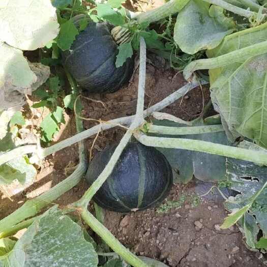 察右中旗内蒙古乌兰察布贝贝南瓜 新鲜瓜菜类蔬菜 产地直供