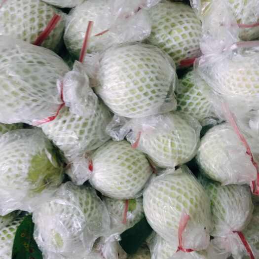 诏安县芭乐 珍珠番石榴 新鲜热带水果 产地直发