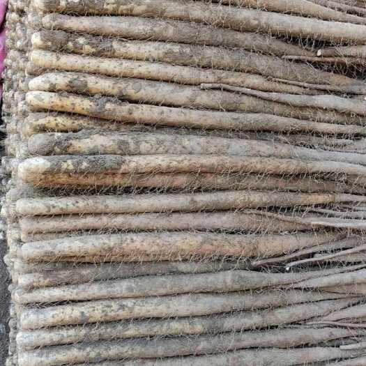 定兴县河北保定定兴双棒山药新鲜根茎蔬菜 山药批发直供