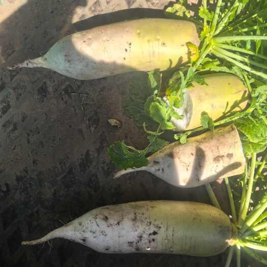 赤峰可地头收可水洗发精品，只要您有需要，我们尽量办到
