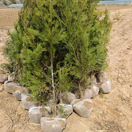 绥德县诚信绿化树苗基地