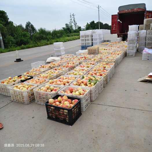 安阳永莲蜜桃，大量现货，欢迎全国客户，