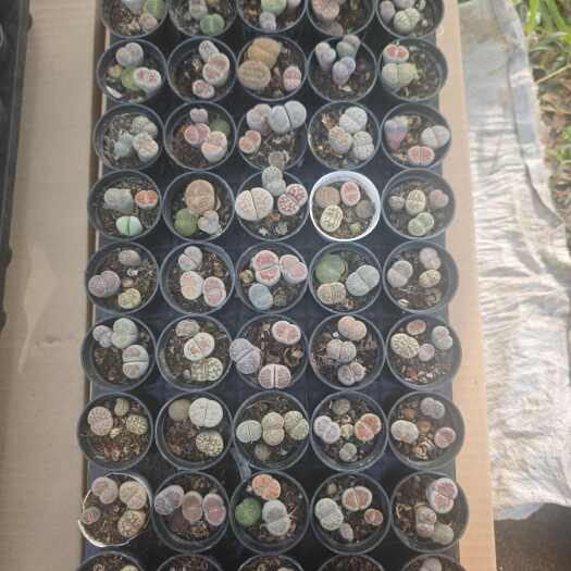 生石花多肉，2.5元/盆，50盆/箱。量大优惠。