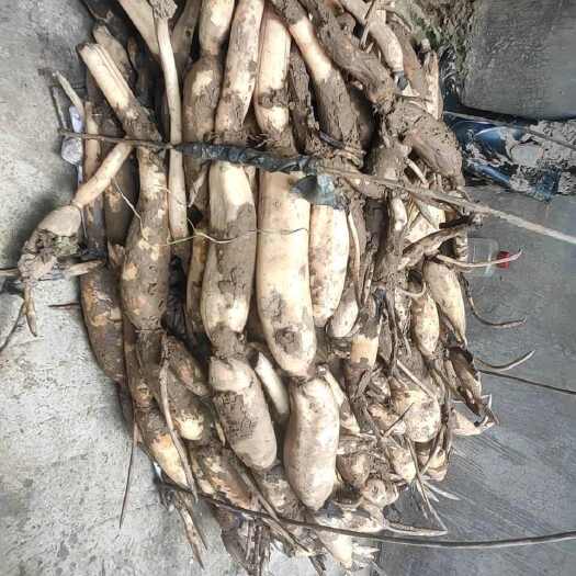 云南玉溪澄江莲藕粉藕新鲜蔬菜水生菜类优质供应