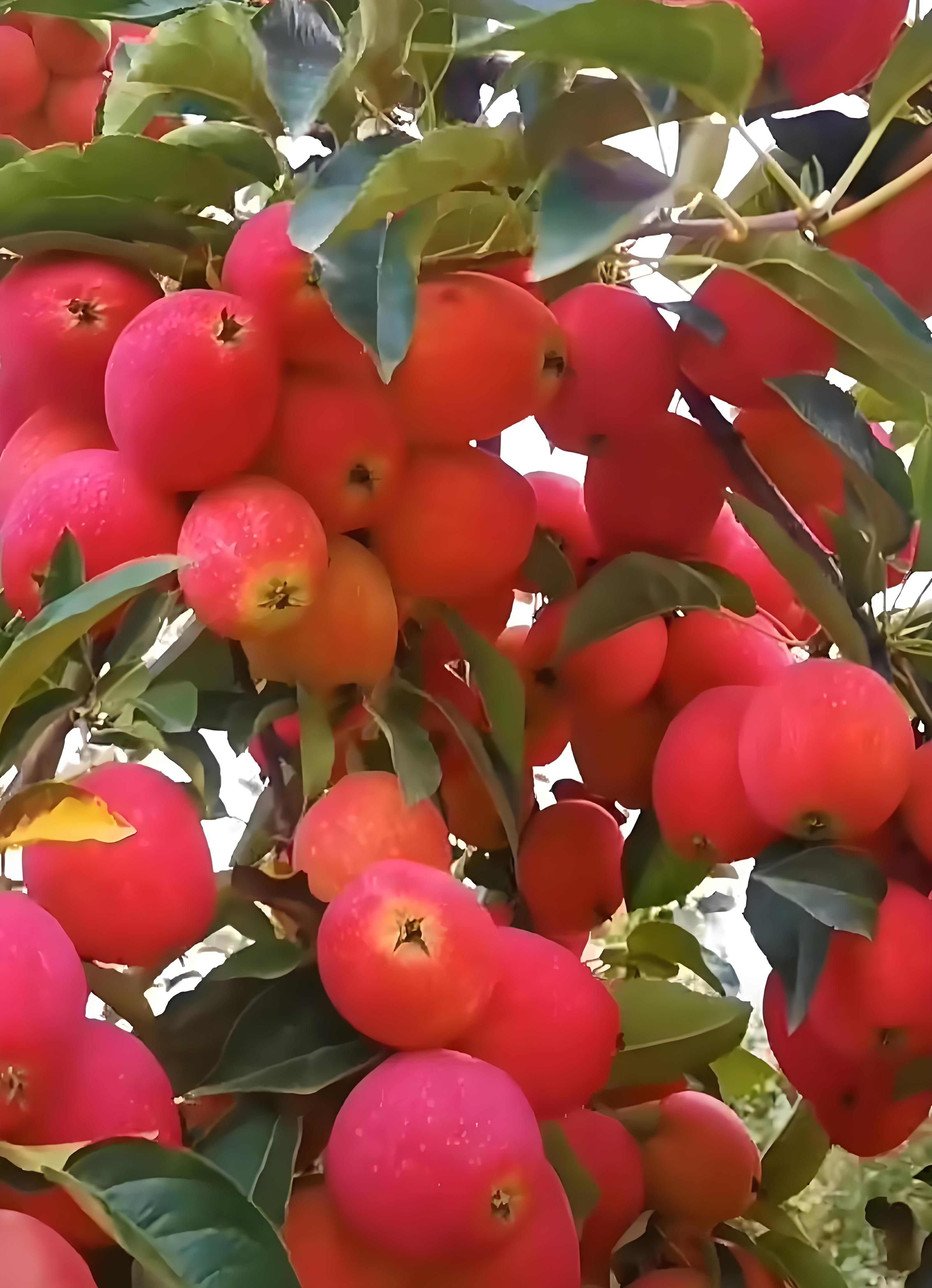 芮城县鸡心果