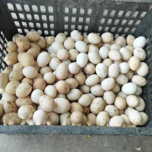 桂林自产自销土鸡蛋