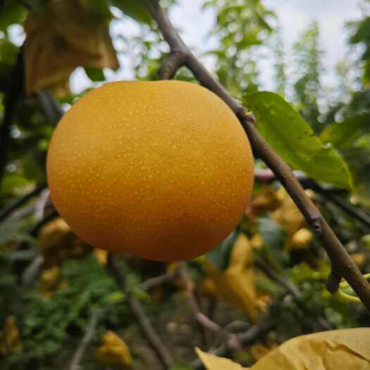 西华县黄泛区农场绿色农产品秋月梨大量上市