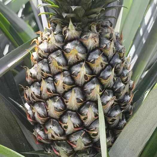 勐海县冬蜜凤梨