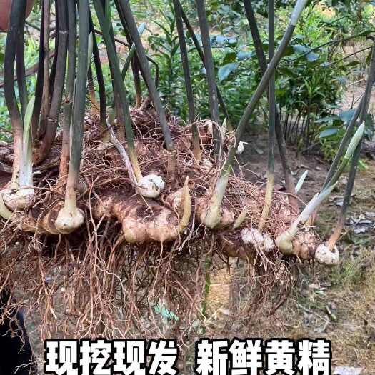 安岳县四川姜形黄精现挖现发