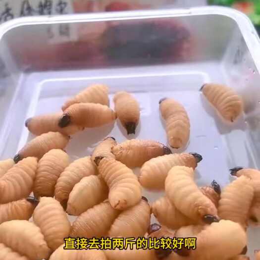 郯城县少量供应竹虫威:wsyjlds
