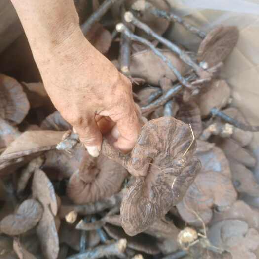 寻乌县紫灵芝 