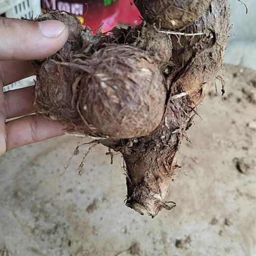 莒县山东牛奶芋头芋  头软糯香甜优质芋头供应