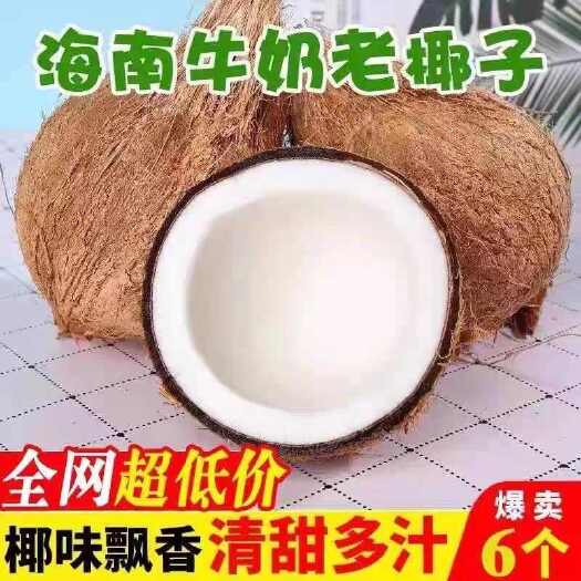 文昌市海南老椰子新鲜水果去皮毛椰榨椰汁椰皇椰宝椰肉炖鸡汤批发包邮