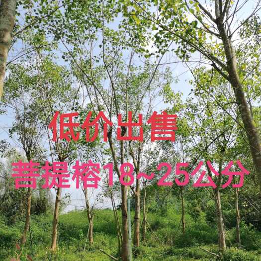 南宁菩提榕18~25公分
