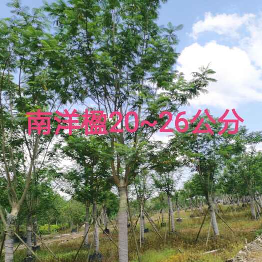 南宁南洋楹20~26公分