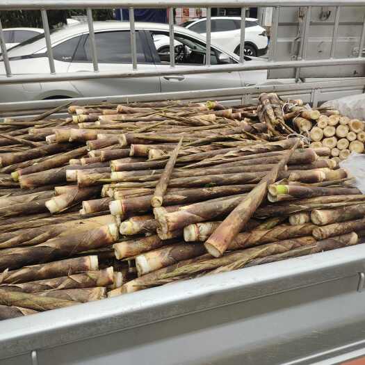 宜宾四川宜宾叙州刺竹笋 新鲜根茎类蔬菜 产地直供