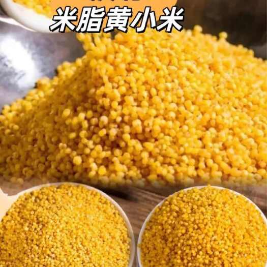 米脂县黄小米