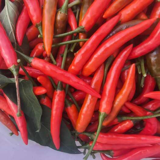 纳雍县贵州纳雍小米椒 新鲜辣椒 茄果类蔬菜直供