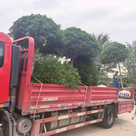 泰安盆栽老桩桂花树图二4600金桂图三3600檀香月桂