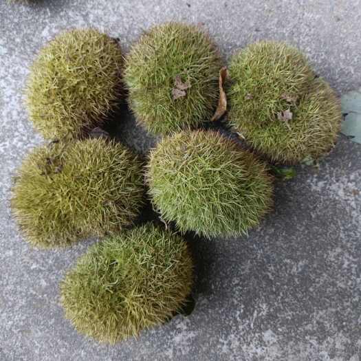 商城县板栗刺球